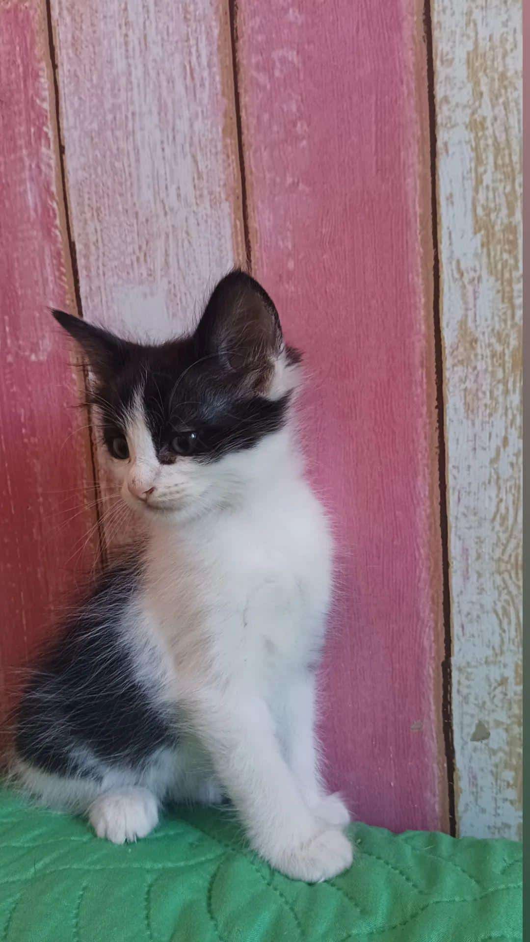 Gatito blanco con negrito