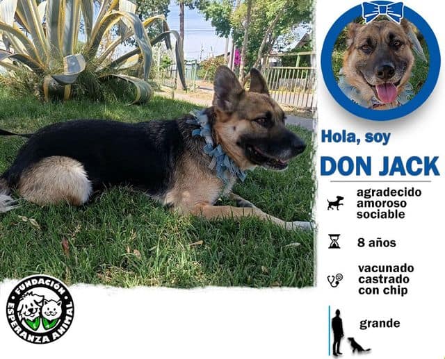 Soy un casi abuelito de 8 años de vida. Mi raza es pastor alemán. Ya estoy vacunado, esterilizado y con chip