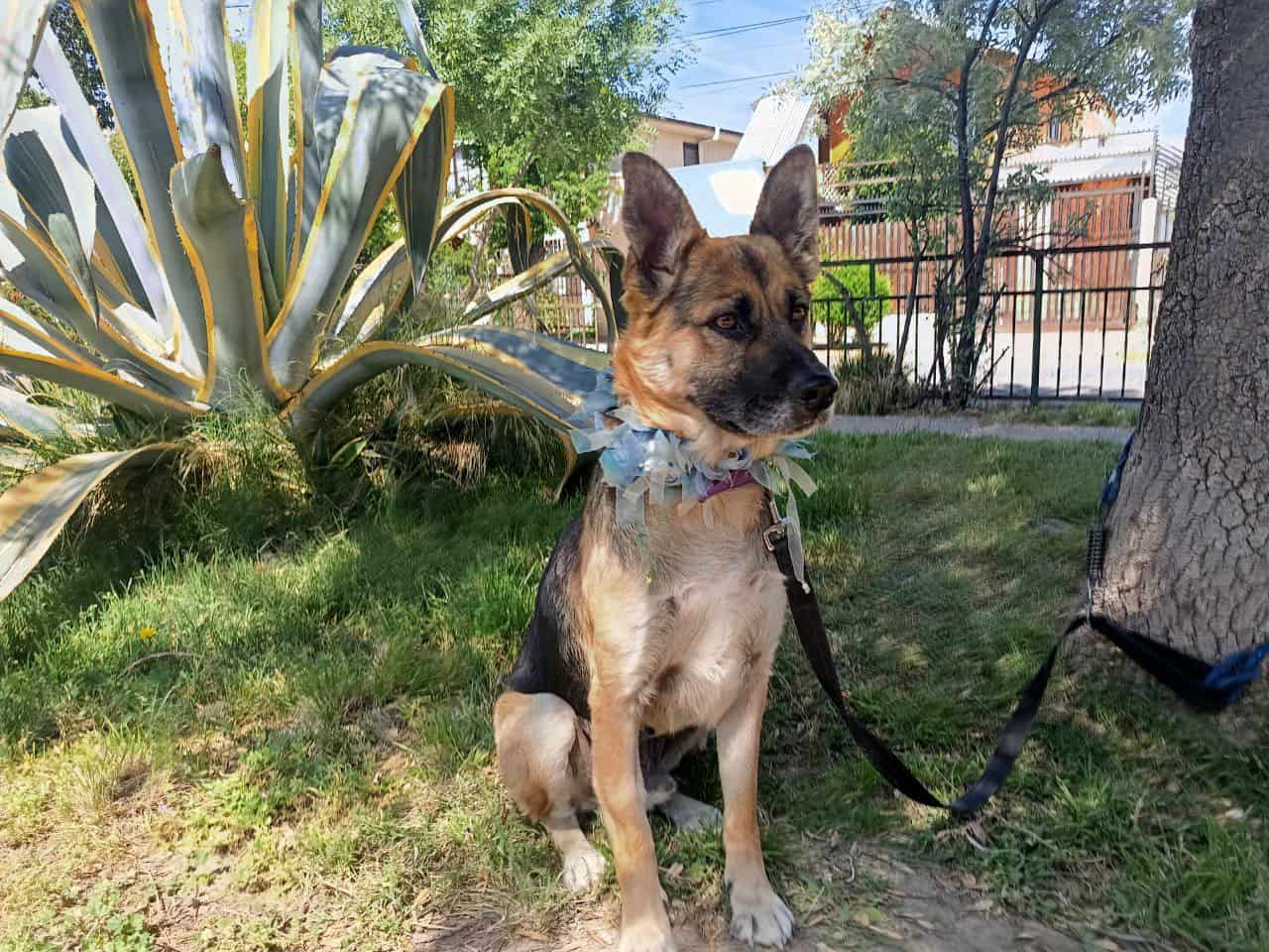 Soy un casi abuelito de 8 años de vida. Mi raza es pastor alemán. Ya estoy vacunado, esterilizado y con chip
