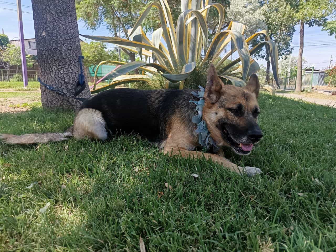 Soy un casi abuelito de 8 años de vida. Mi raza es pastor alemán. Ya estoy vacunado, esterilizado y con chip