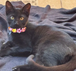 Soy una bebita con 6 meses recién cumplido. Ya estoy vacunada, esterilizada y con chip.