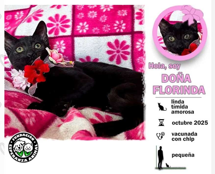 Soy una bebita con 5 meses recién cumplido. Ya estoy vacunada, con chip y prontamente me esterilizan