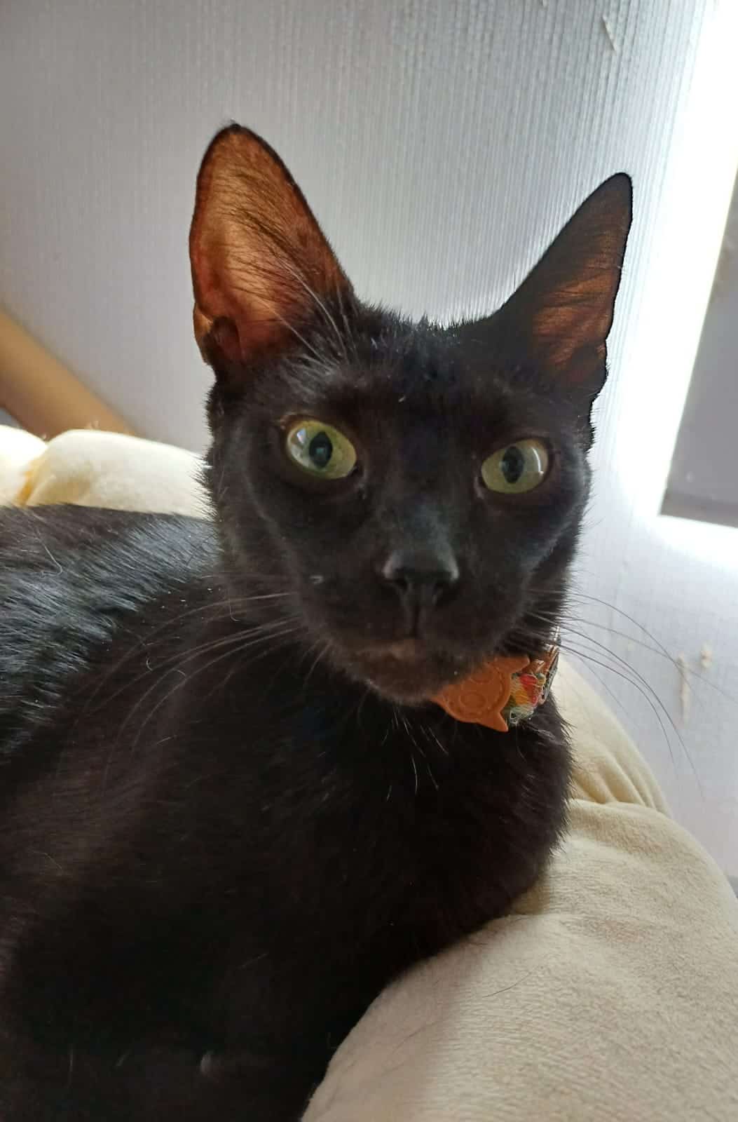 es una gatita de color negro ojos verdes