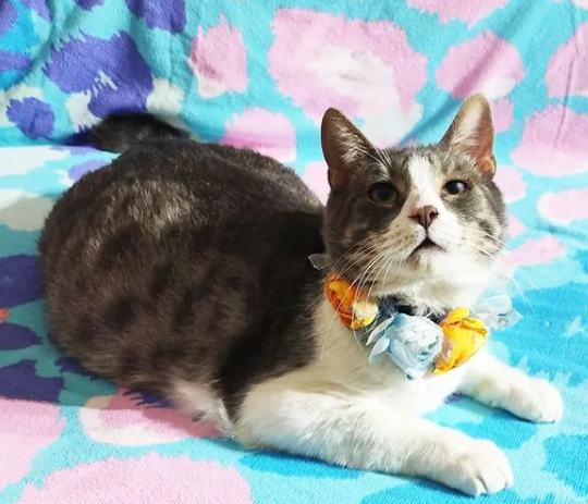 Soy un gatito de casi 3 años. Ya estoy vacunado, castrado y con chip.