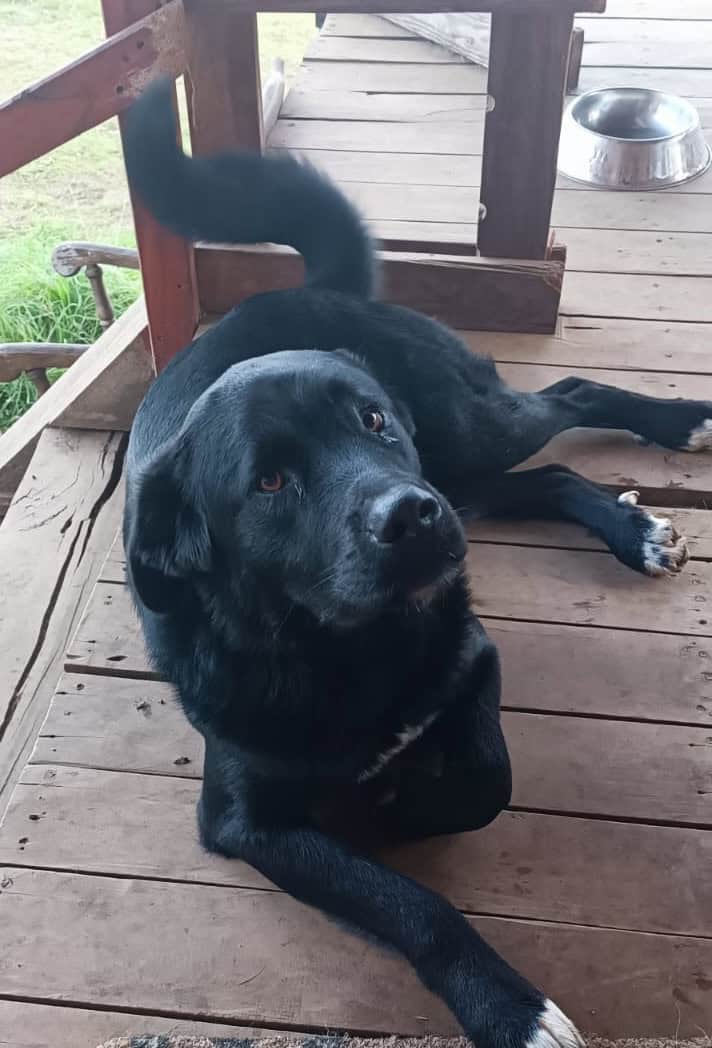 Estrellita es una perra grande, que pesa unos 45 kilos. Su pelaje es negro, salvo por las cuatro patas blancas y una mancha blanca en el pecho.