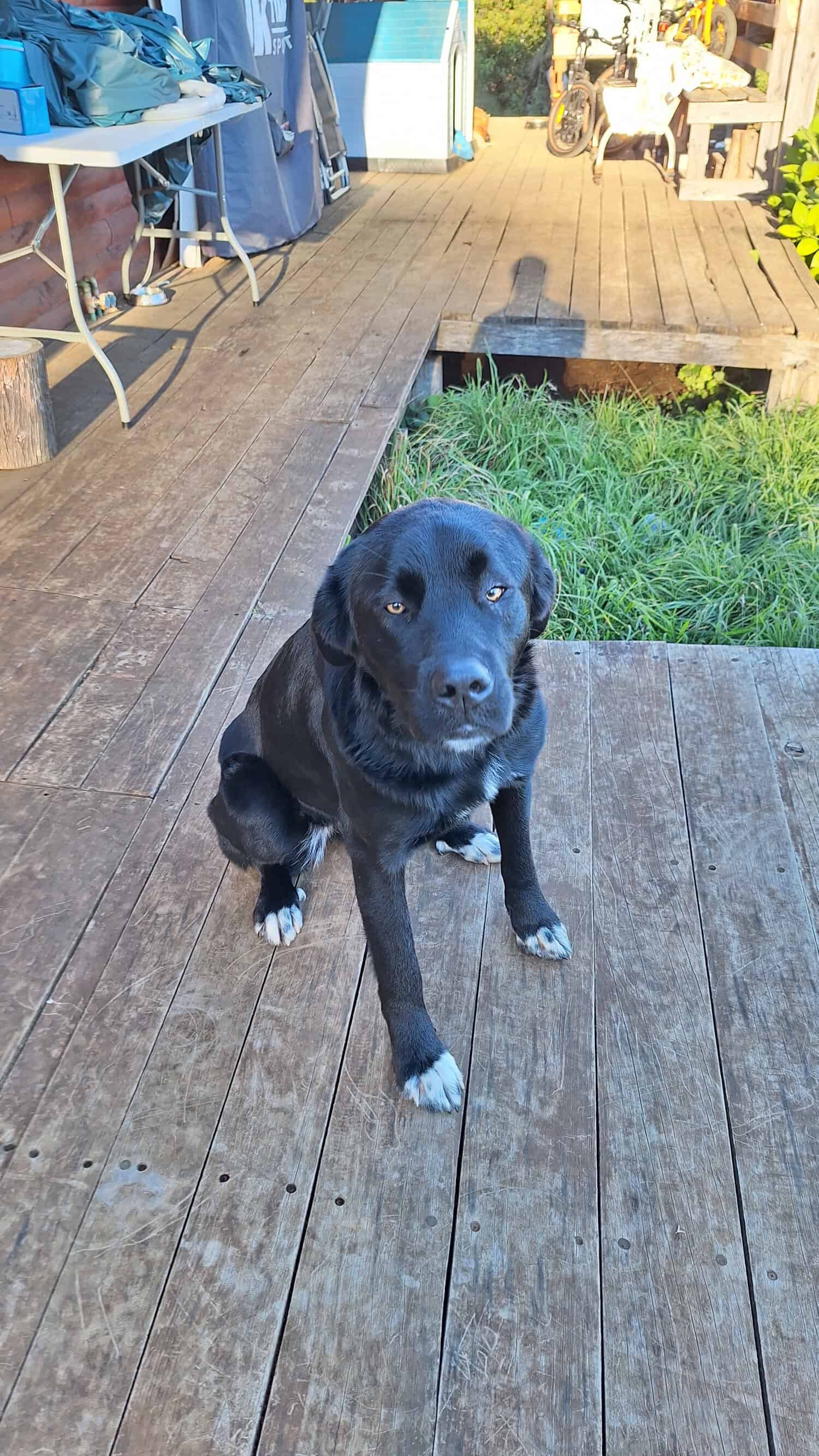 Estrellita es una perra grande, que pesa unos 45 kilos. Su pelaje es negro, salvo por las cuatro patas blancas y una mancha blanca en el pecho.