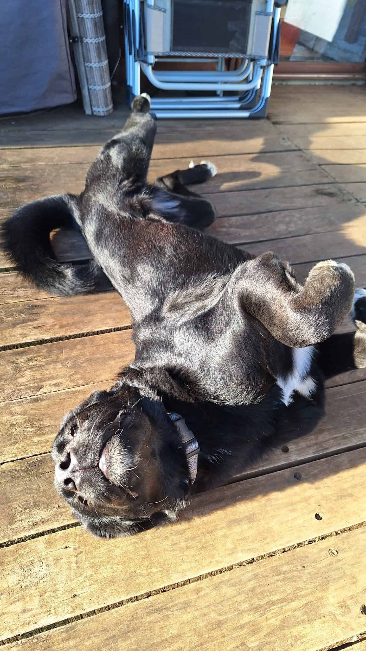 Estrellita es una perra grande, que pesa unos 45 kilos. Su pelaje es negro, salvo por las cuatro patas blancas y una mancha blanca en el pecho.