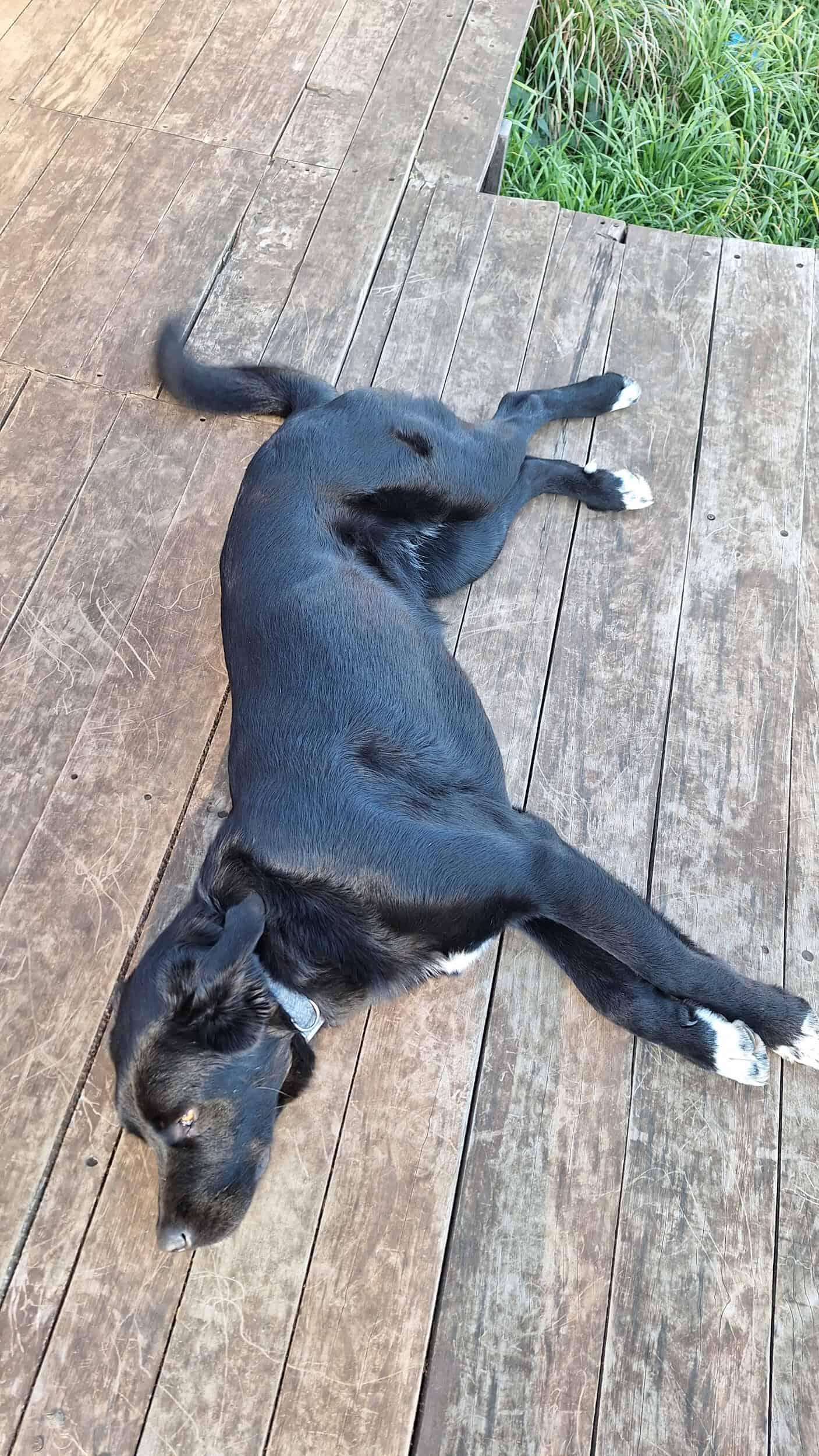 Estrellita es una perra grande, que pesa unos 45 kilos. Su pelaje es negro, salvo por las cuatro patas blancas y una mancha blanca en el pecho.