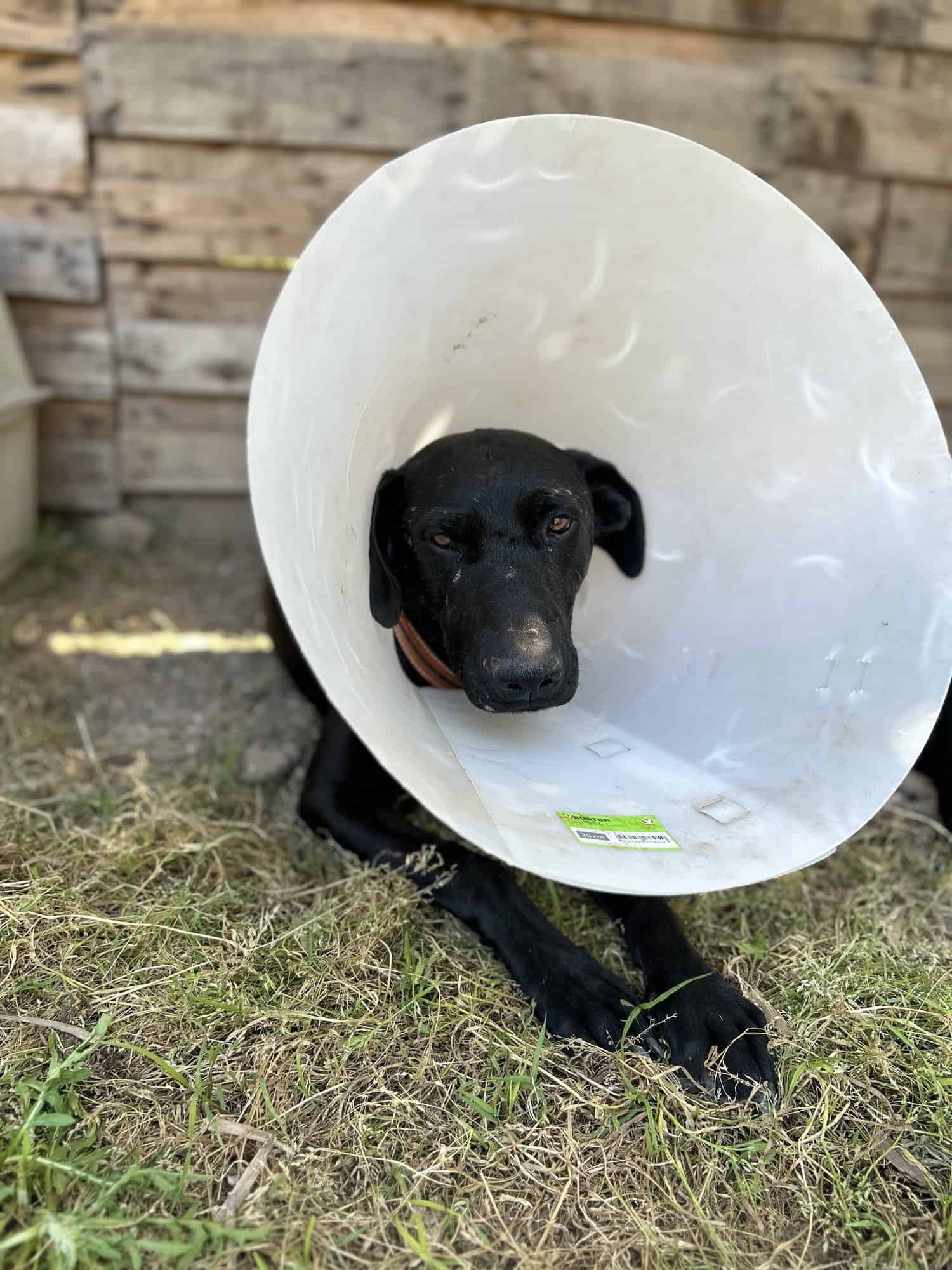 Negrito, ojitos color miel… flaquito hace honor a su nombre 