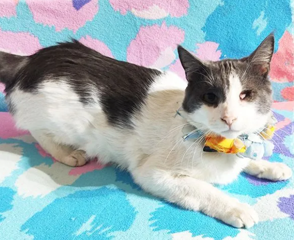 Soy un gatito de casi 3 años. Ya estoy vacunado, castrado y con chip.