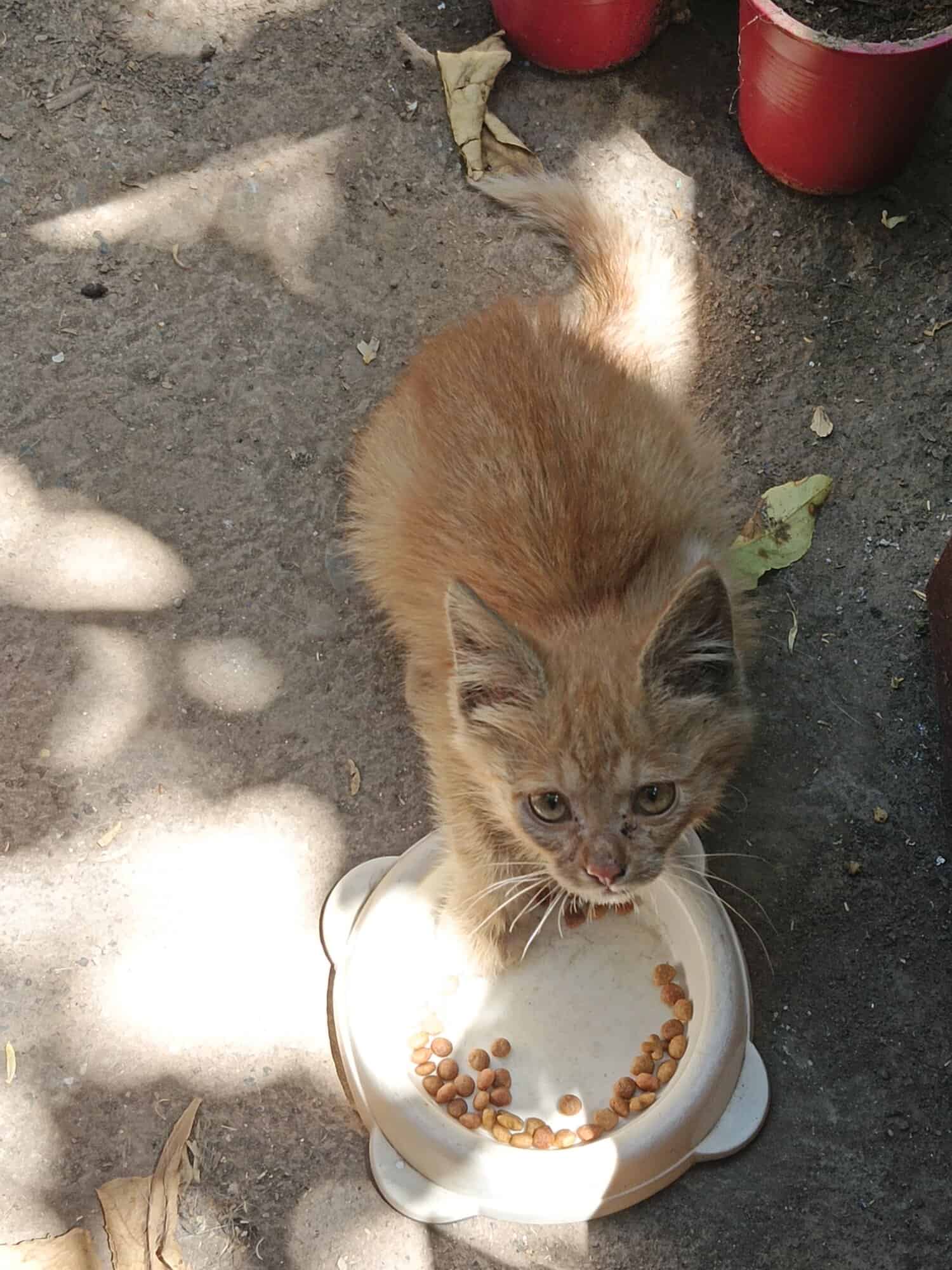 Gatito anaranjado 