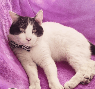 Soy un gatito de aprox 4 años de vida. Ya estoy vacunado, esterilizado y con chip