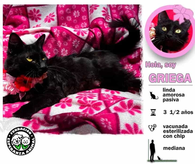 Soy una gatita con un poco más de 3 años. Ya estoy vacunada, esterilizada y con chip