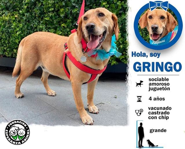 Soy un perrito con 4 años aproximadamente. Raza labrador. Estoy castrado, vacunado y con chip.
