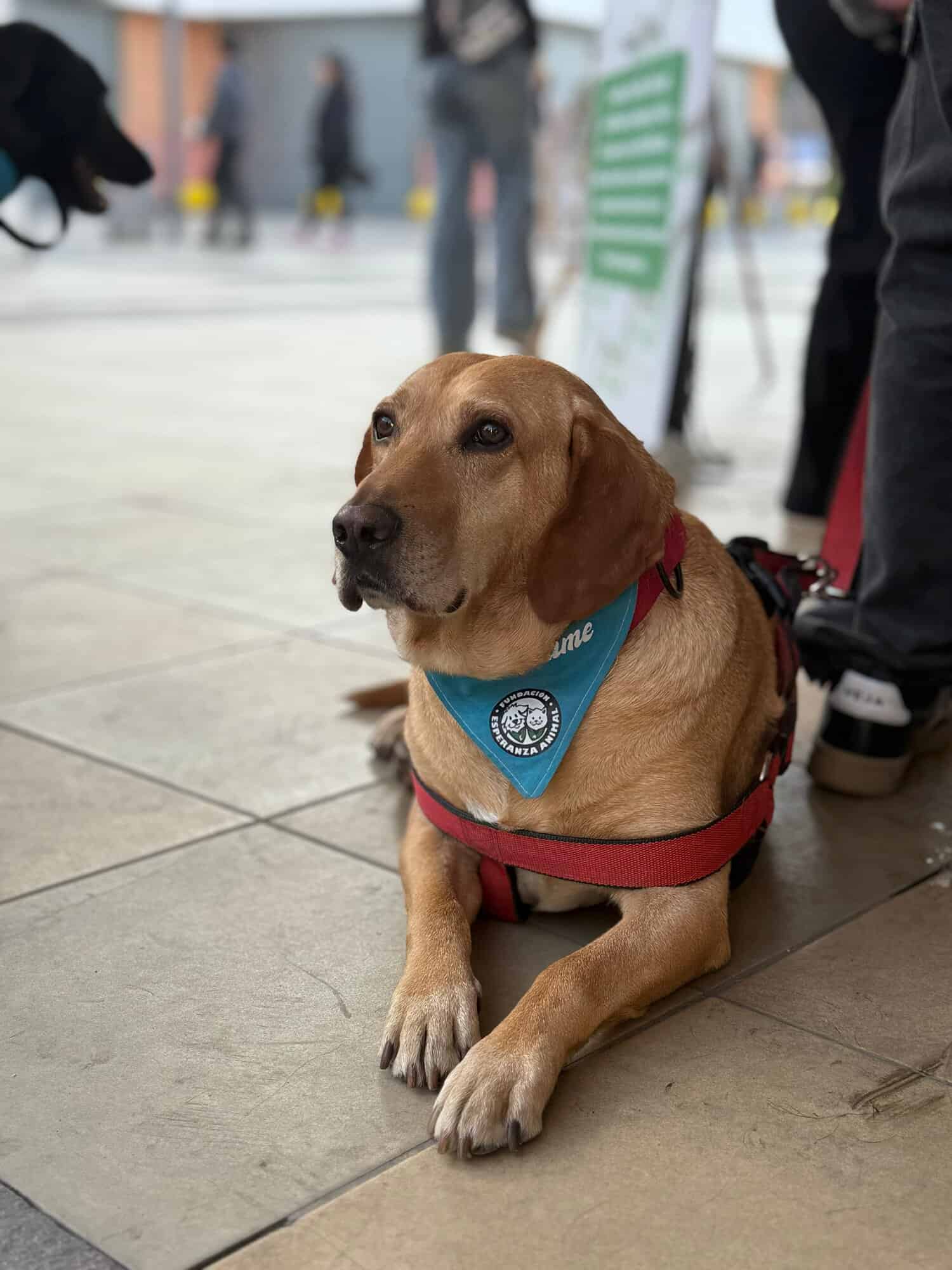 Soy un perrito con 4 años aproximadamente. Raza labrador. Estoy castrado, vacunado y con chip.
