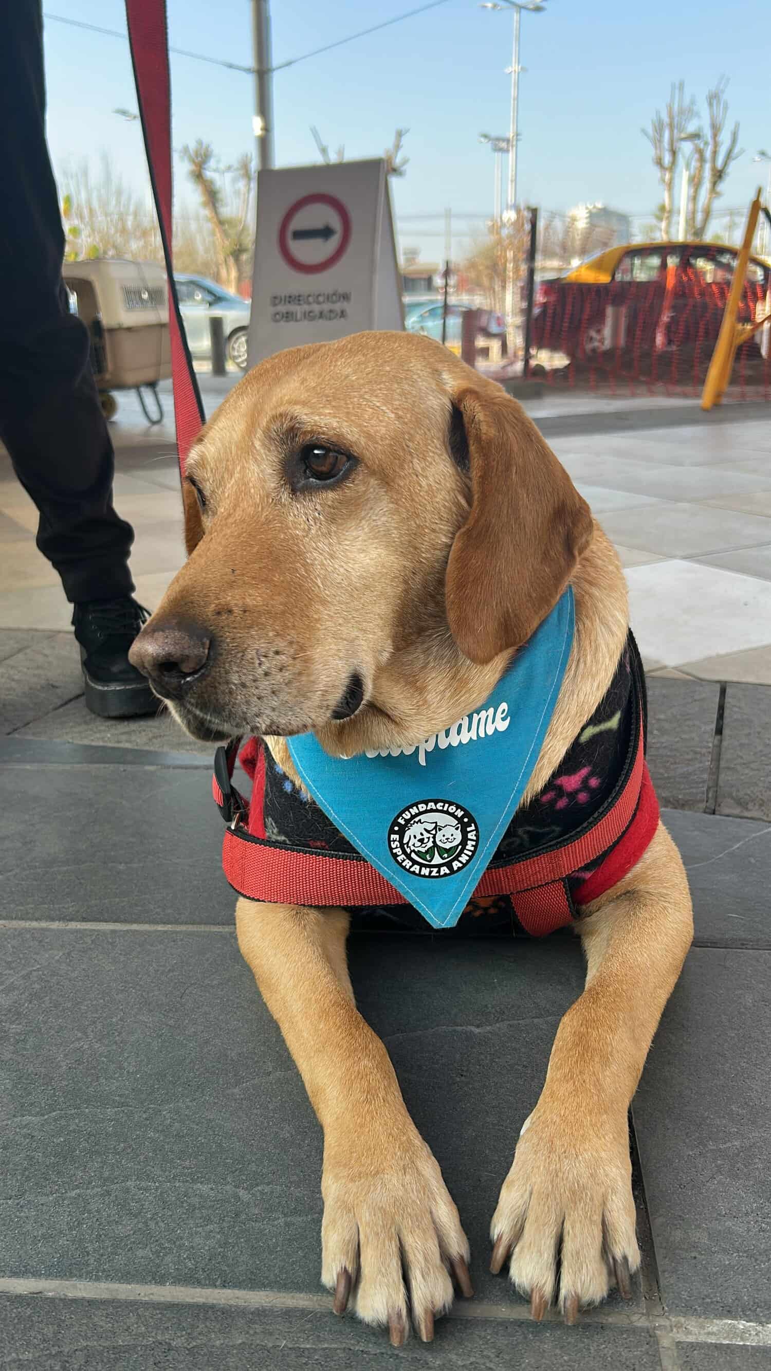 Soy un perrito con 4 años aproximadamente. Raza labrador. Estoy castrado, vacunado y con chip.

