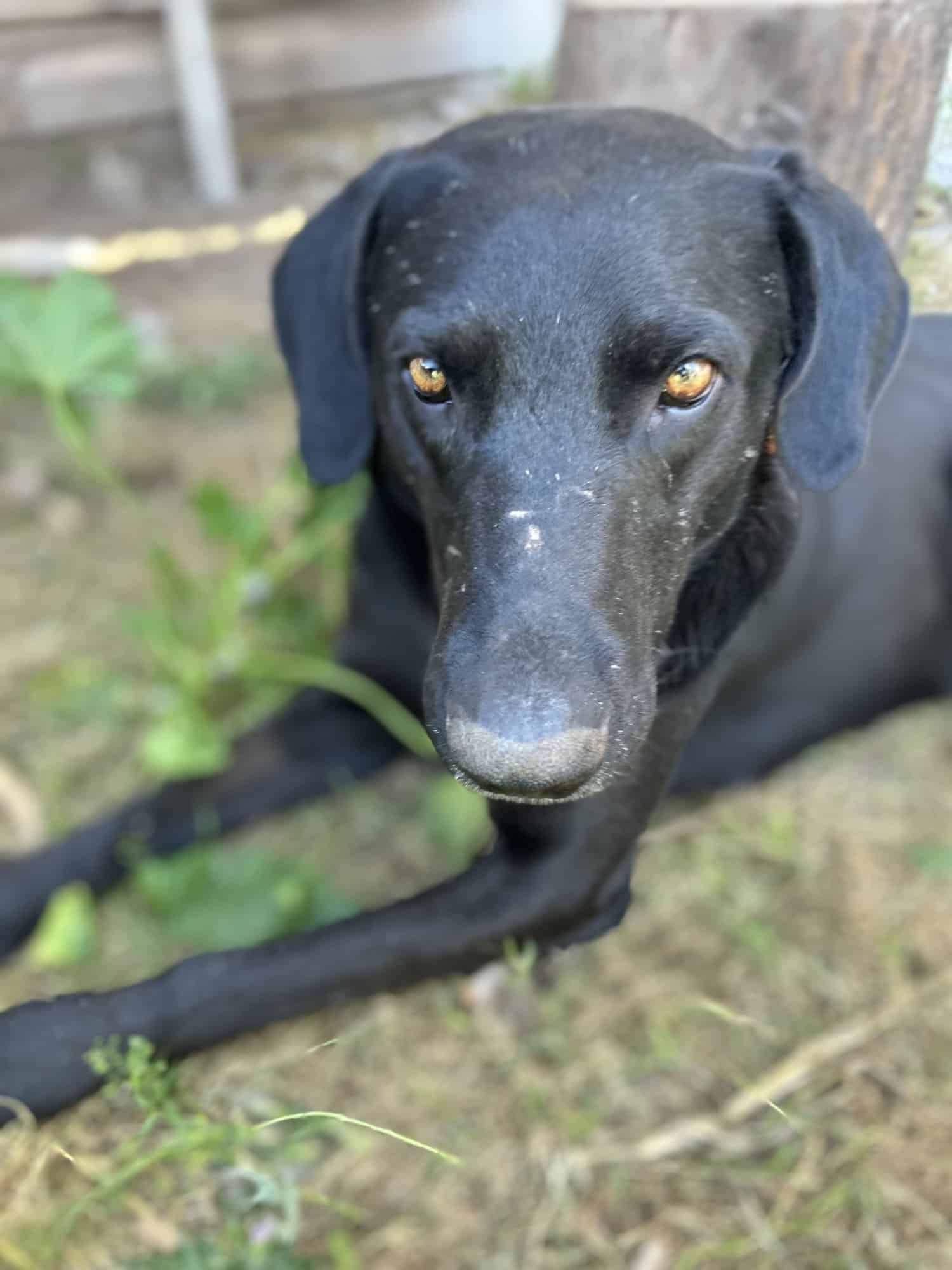 Negrito con ojos color miel 