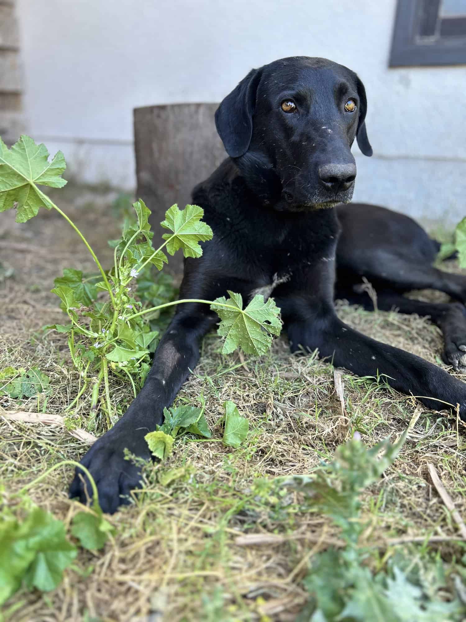 Negrito con ojos color miel 