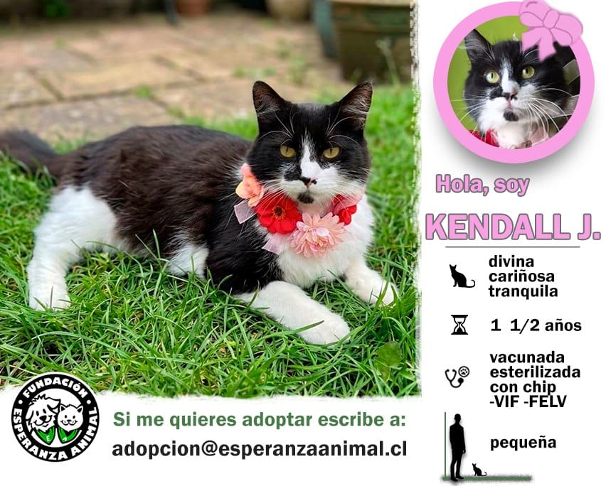 Soy un gatita con más de 1 año de vida. Ya estoy vacunada, esterilizada y con chip