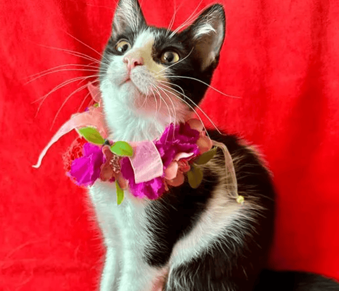 Soy una bebita con 3 meses recién cumplido. Ya estoy vacunada y con chip