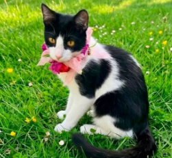 Soy una bebita con 6 meses recién cumplido. Ya estoy vacunada, esterilizada y con chip.