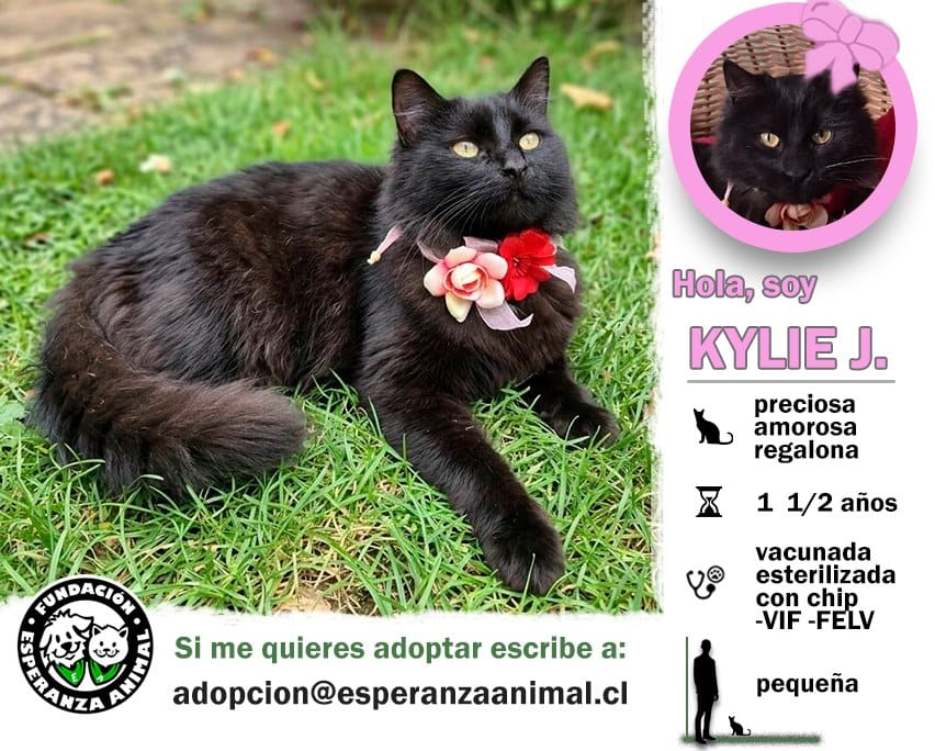Soy un gatita con más de 1 año de vida. Ya estoy vacunada, esterilizada y con chip