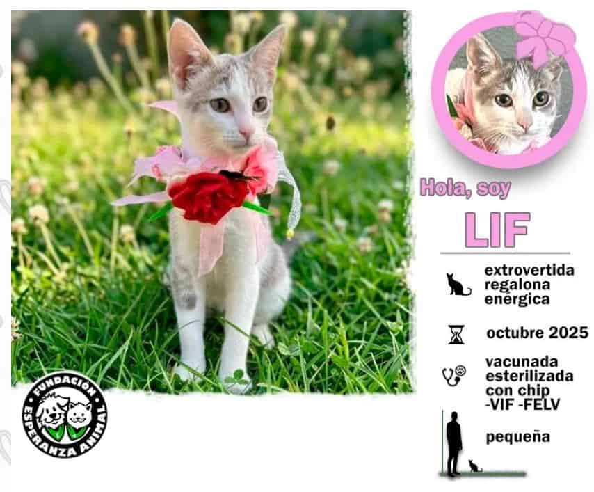 Soy una bebita con 5 meses. Ya estoy vacunada, con chip y prontamente me esterilizan.