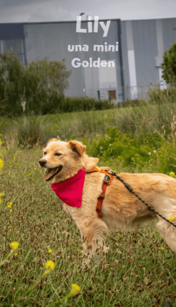 Es una perrita muy linda que parece una mini golden. Es de tamaño mediano (17Kg aproximadamente).