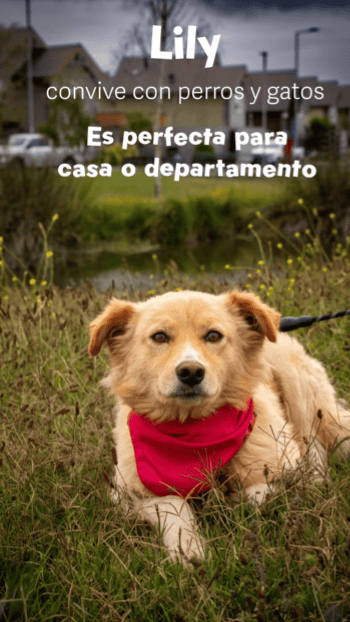 Es una perrita muy linda que parece una mini golden. Es de tamaño mediano (17Kg aproximadamente).