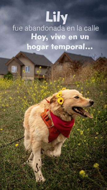 Es una perrita muy linda que parece una mini golden. Es de tamaño mediano (17Kg aproximadamente).