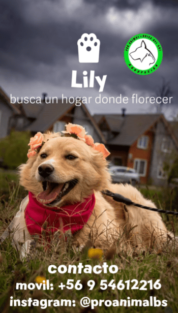 Es una perrita muy linda que parece una mini golden. Es de tamaño mediano (17Kg aproximadamente).