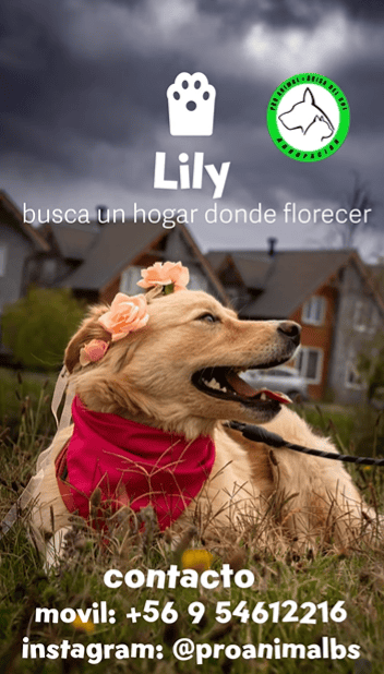 Es una perrita muy linda que parece una mini golden. Es de tamaño mediano (17Kg aproximadamente).