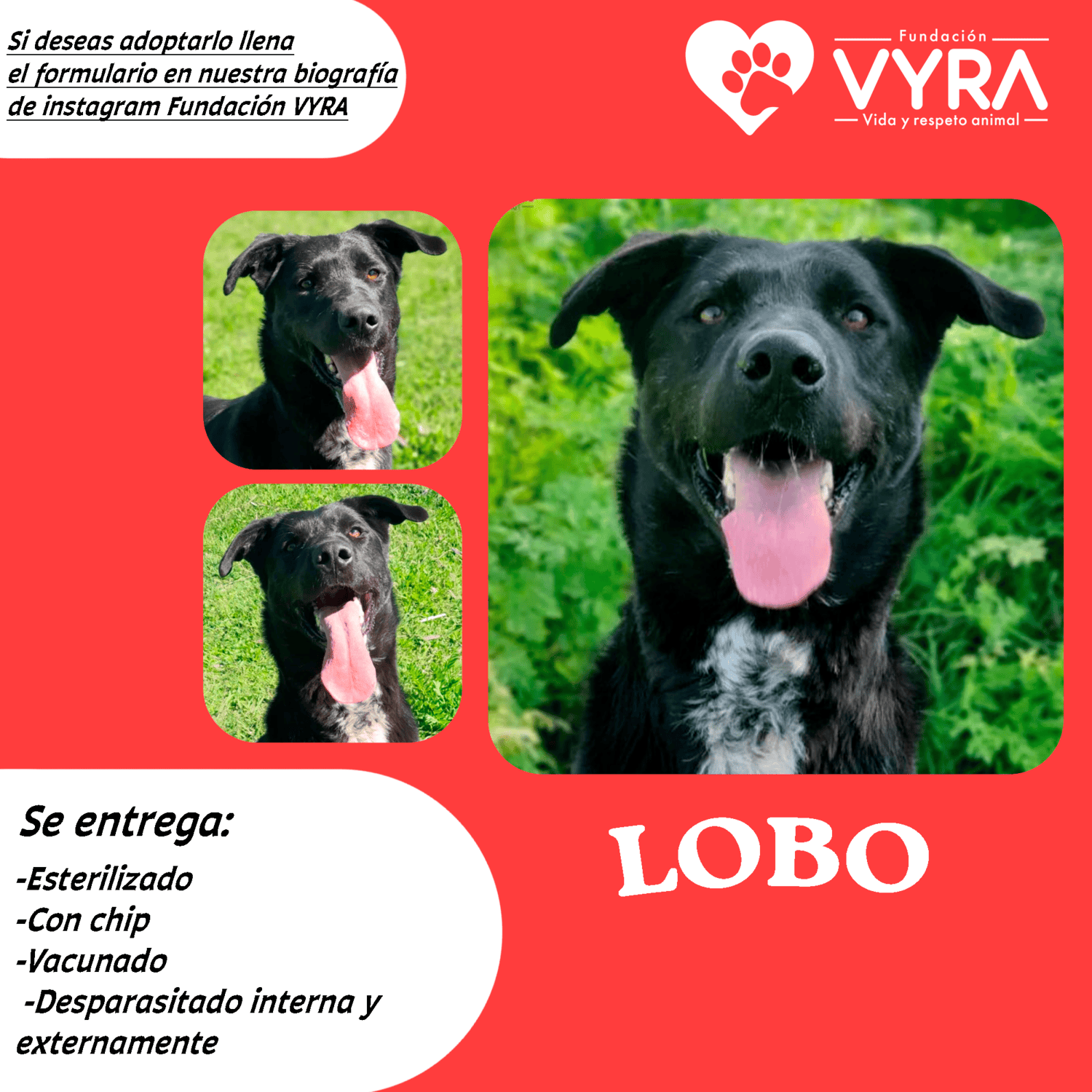 Lobo es un hermoso y majestuoso mestizo de pastor de color negro