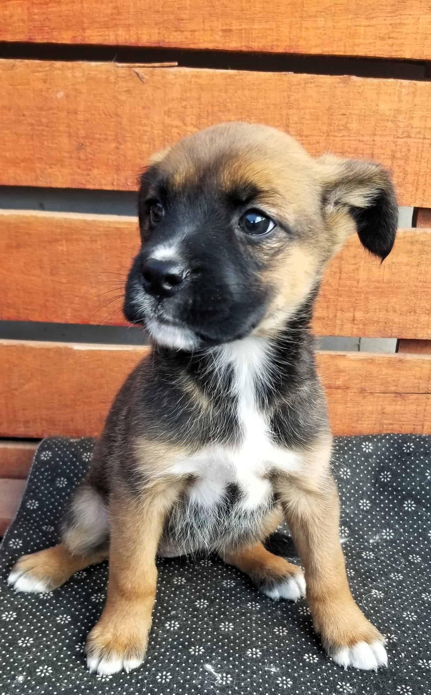 Lola es tricolor, café, blanco y negro, hija de perrita boxer. Trompita hermosa negra.  Es bella!!