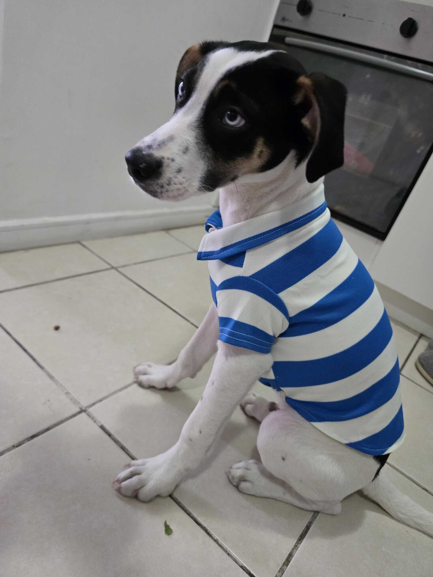 Cachorro blanco con manchas negras, orejas negras, ojos azules pero un ojo es azul con manchas cafe. Es super amoroso, educado, cariñoso, guapo!!