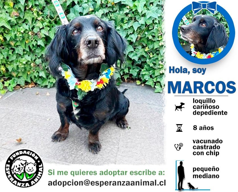 Soy un perrito con aprox 8 años de vida. Ya estoy esterilizado, vacunado y con chip.​​​​​​​