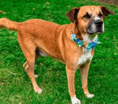 Soy un perrito de 3 años de vida aprox . Ya estoy vacunado, esterilizado y con chip.​​​​​​​

