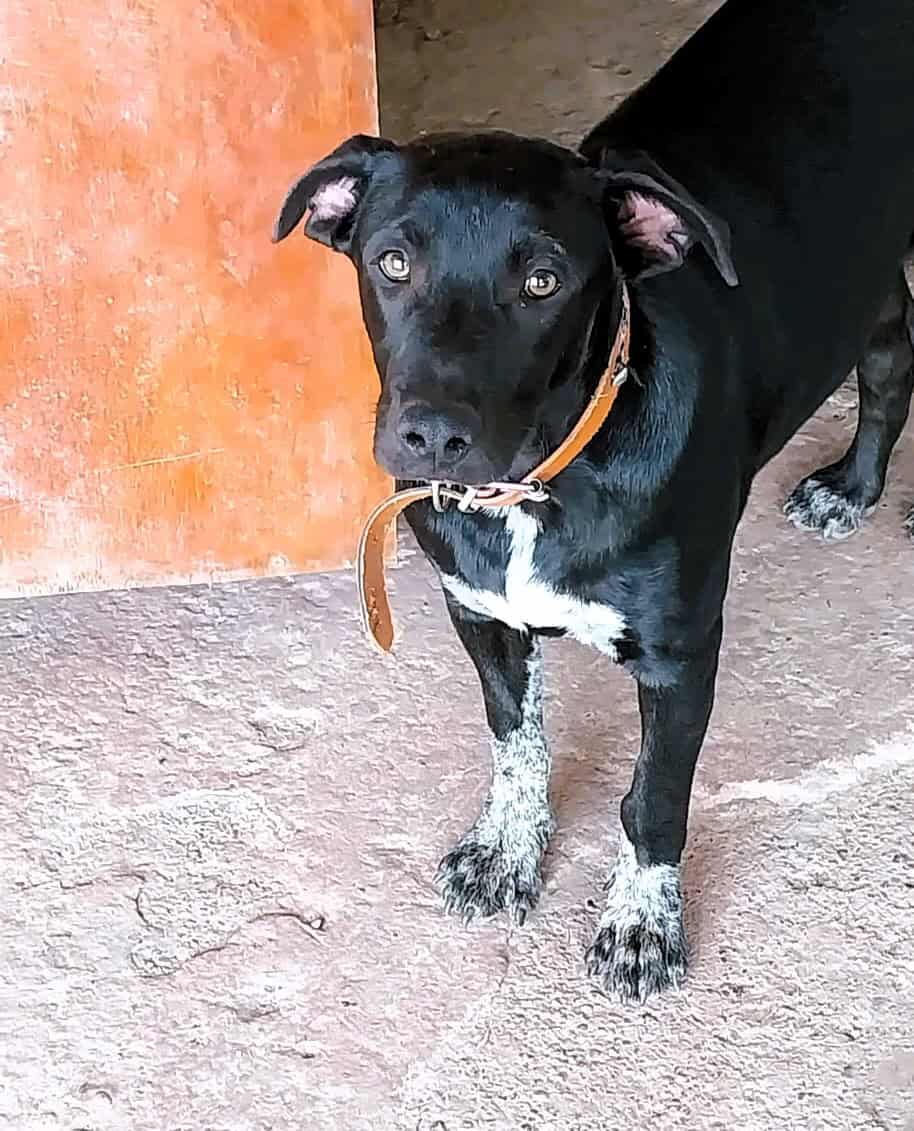 Cachorro de talla mediana, pelo corto negro con manchitas blancas, de lindas orejitas.