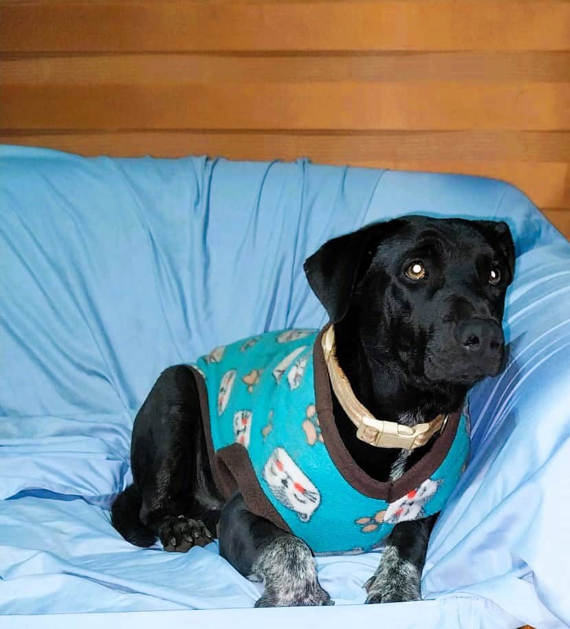 Cachorro de talla mediana, pelo corto negro con manchitas blancas, de lindas orejitas.