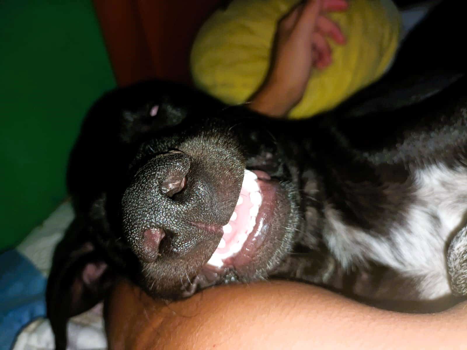 Cachorro de talla mediana, pelo corto negro con manchitas blancas, de lindas orejitas.