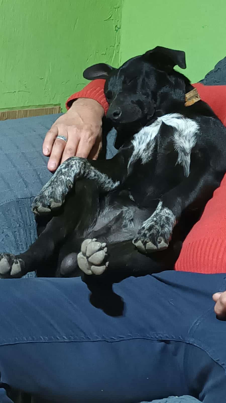Cachorro de talla mediana, pelo corto negro con manchitas blancas, de lindas orejitas.