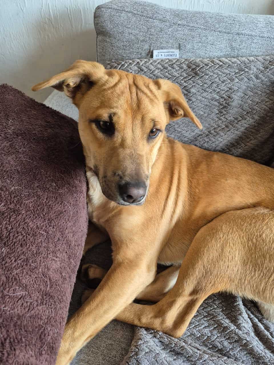 Es mestizo de sharpei, tiene arrugas en su frente, pelo color caramelo, ojos café y sus características cejas negras hacia arriba.