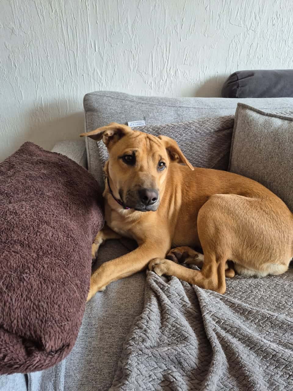 Es mestizo de sharpei, tiene arrugas en su frente, pelo color caramelo, ojos café y sus características cejas negras hacia arriba.