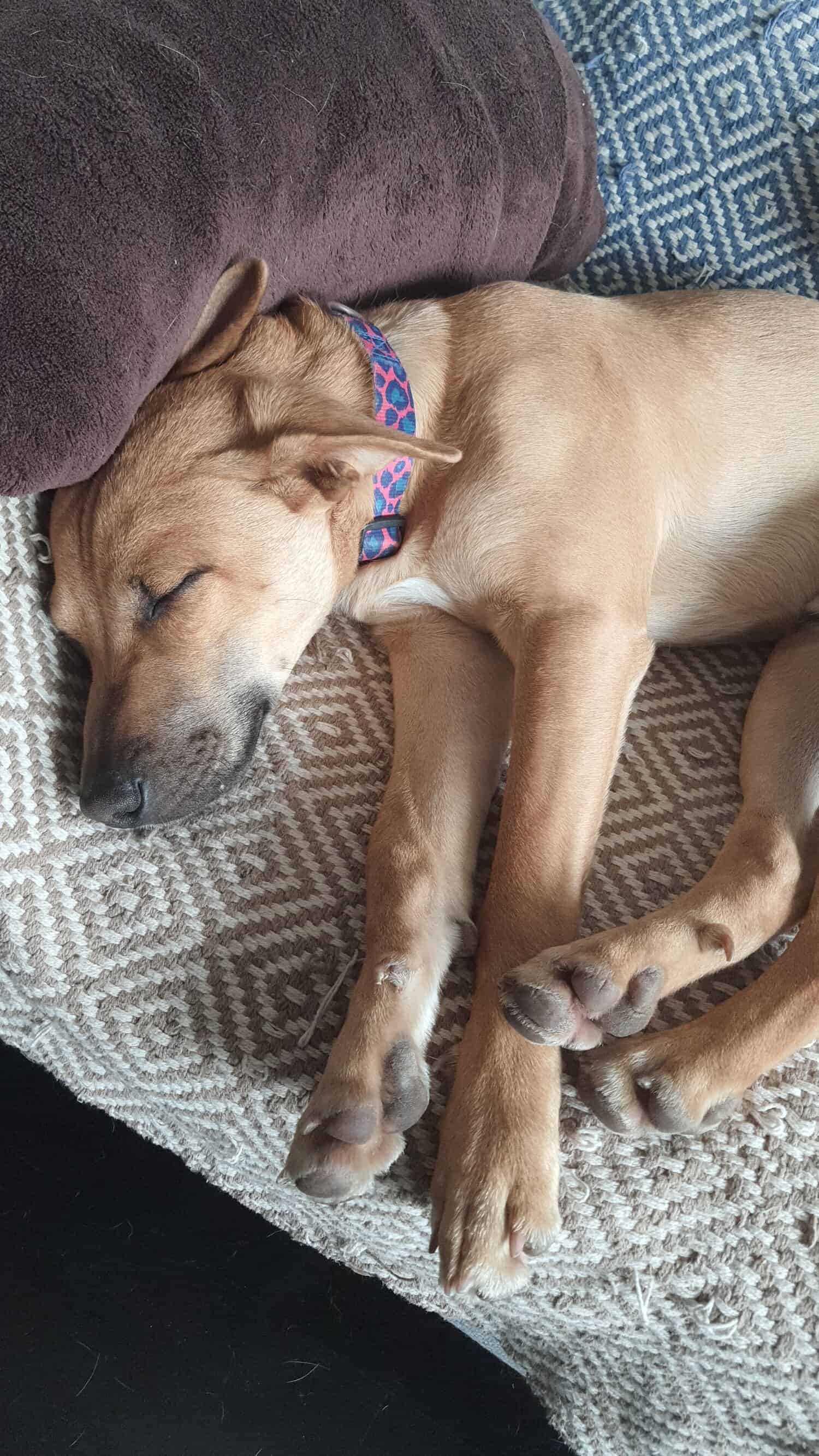 Es mestizo de sharpei, tiene arrugas en su frente, pelo color caramelo, ojos café y sus características cejas negras hacia arriba.