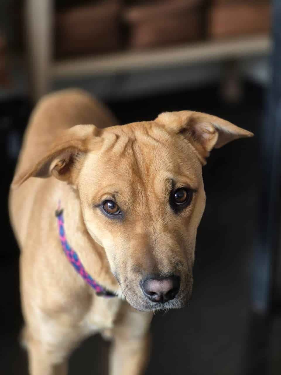 Es mestizo de sharpei, tiene arrugas en su frente, pelo color caramelo, ojos café y sus características cejas negras hacia arriba.