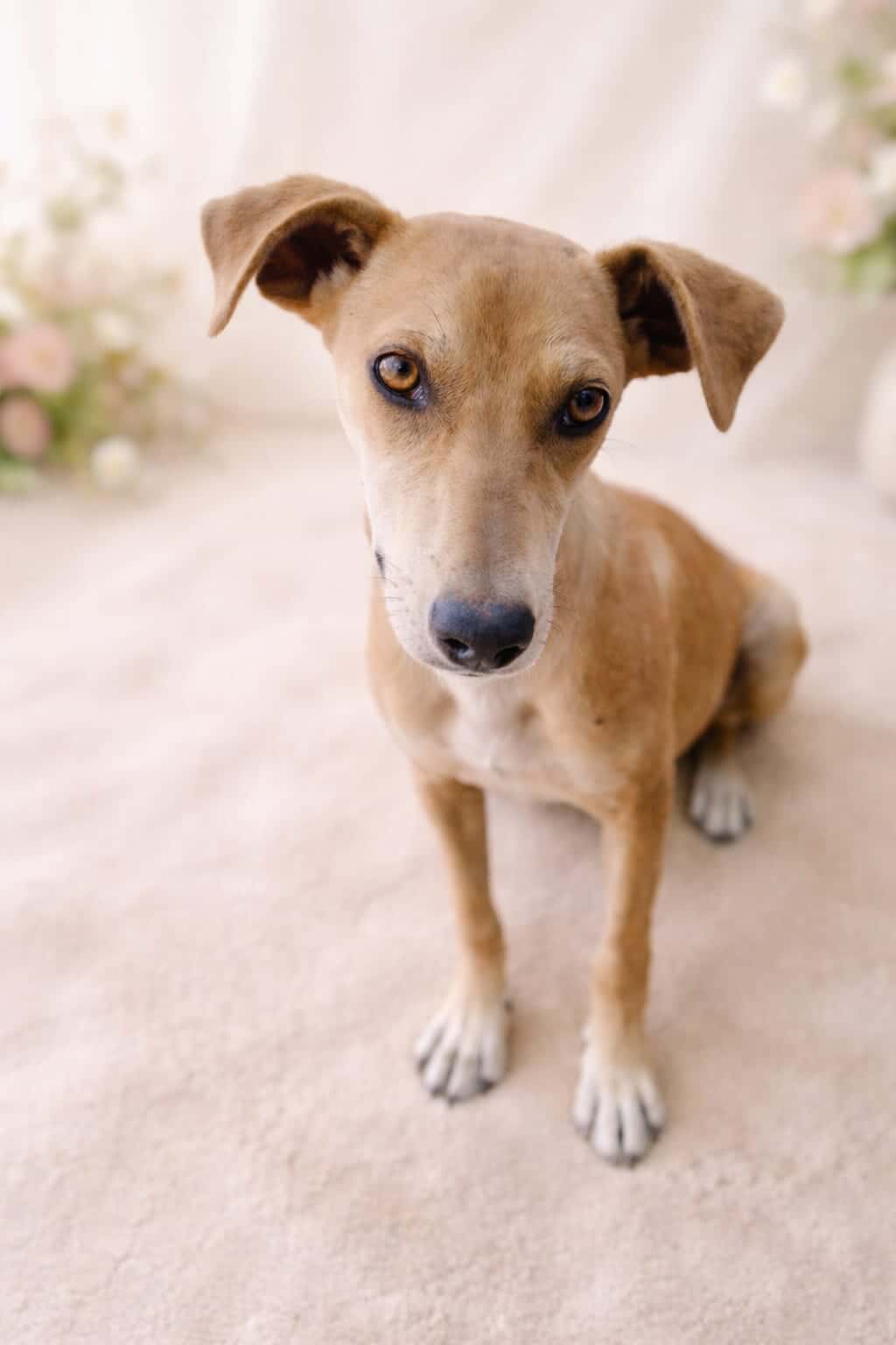 Es de tamaño mediano, color caramelo clarito con algunas zonas blancas como sus patitas y pecho. Tiene unas orejotas bellas y ojitos café claro. Está esterilizada.