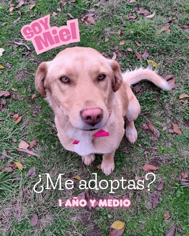 Es una perrita rubia con pechito blanco, mestiza con algo de labrador, pero sus orejitas son más cortas. Está esterilizada y tiene vacuna antirrábica.