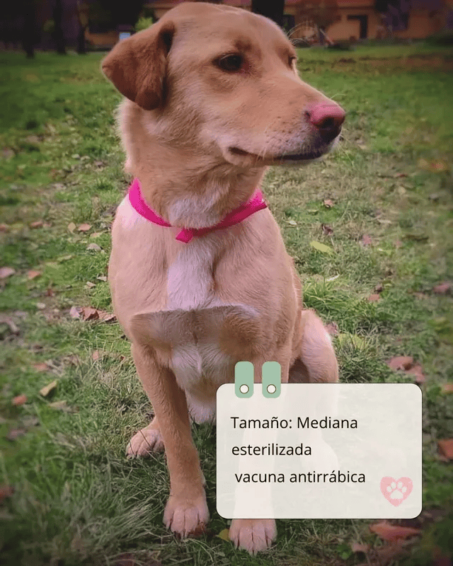 Es una perrita rubia con pechito blanco, mestiza con algo de labrador, pero sus orejitas son más cortas. Está esterilizada y tiene vacuna antirrábica.