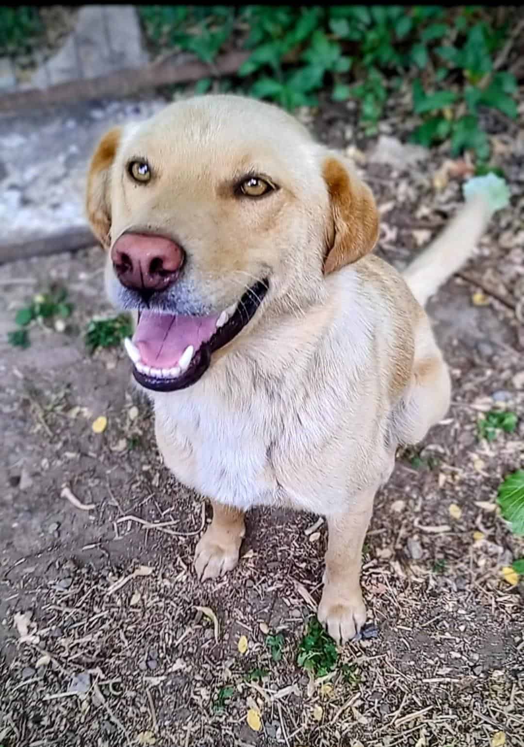 Es una perrita rubia con pechito blanco, mestiza con algo de labrador, pero sus orejitas son más cortas. Está esterilizada y tiene vacuna antirrábica.