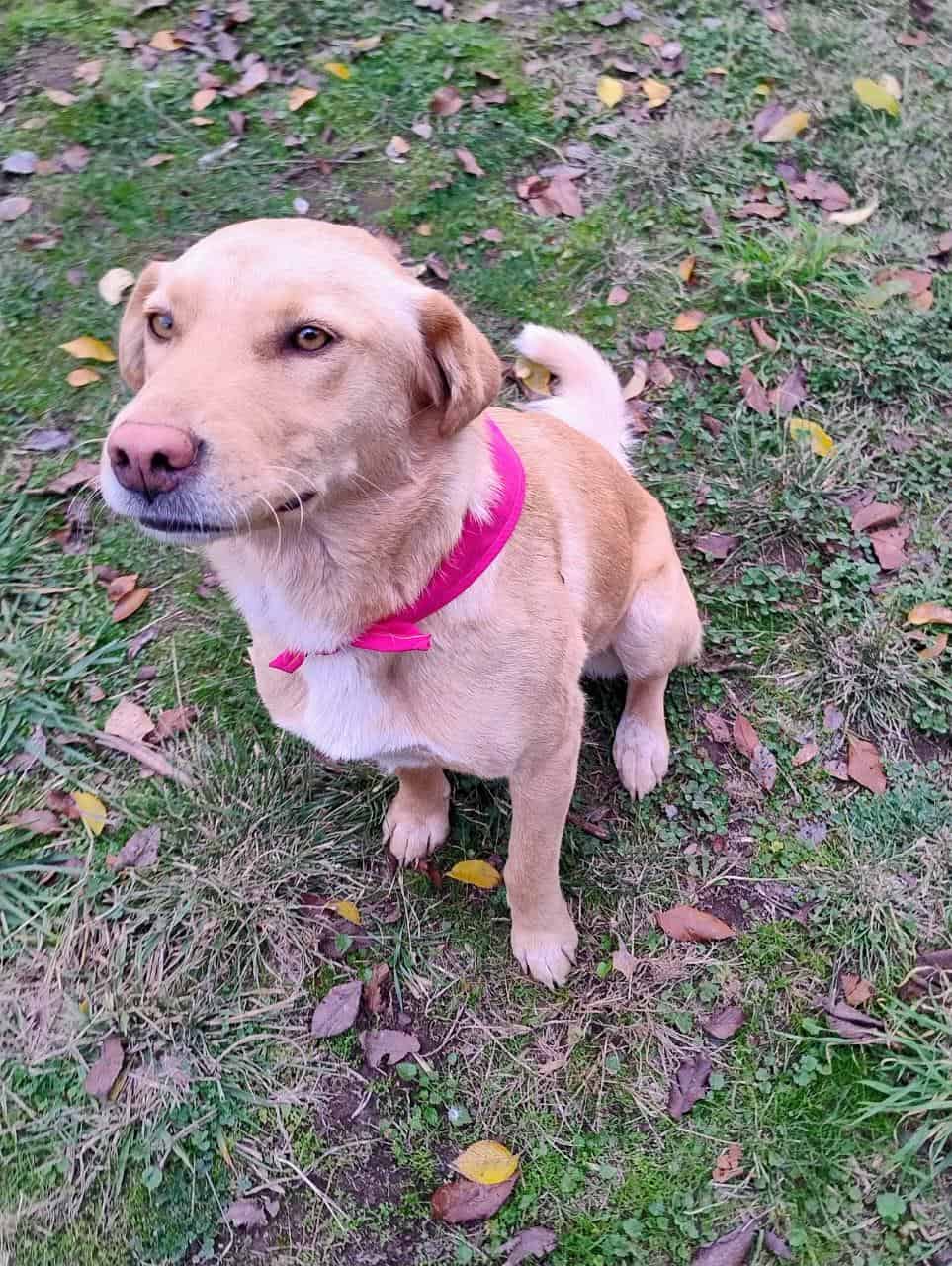 Es una perrita rubia con pechito blanco, mestiza con algo de labrador, pero sus orejitas son más cortas. Está esterilizada y tiene vacuna antirrábica.